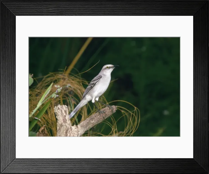 Framed Print : Tropical Mockingbird