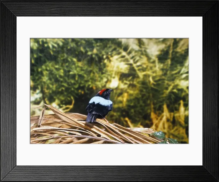 Framed Print : Blue-backed Manakin - found in Tabago Framed Print : Blue-backed Manakin - found in Tabago