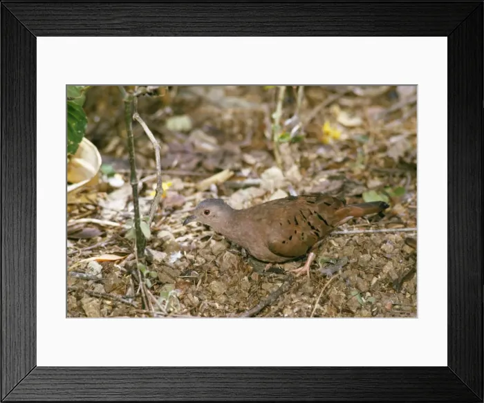 Framed Print : Ruddy Ground Dove Tobago Framed Print : Ruddy Ground Dove Tobago