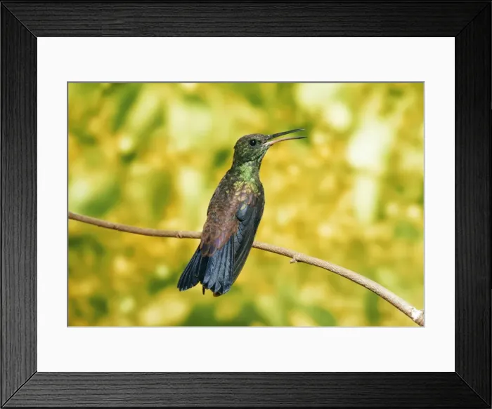 Framed Print : Copper-rumped Hummingbird Trinidad & Tobago & S. America Framed Print : Copper-rumped Hummingbird Trinidad & Tobago & S. America