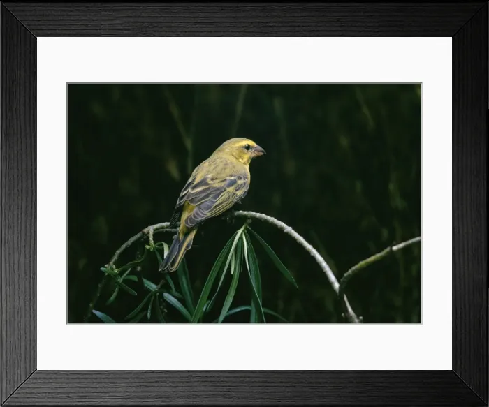 Framed Print : Brimstone Canary Uganda, Africa Framed Print : Brimstone Canary Uganda, Africa