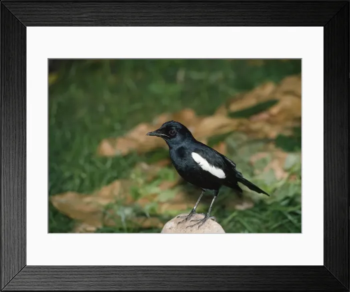 Framed Print : Seychelles Magpie-Robin Fregate Island Seychelles Framed Print : Seychelles Magpie-Robin Fregate Island Seychelles