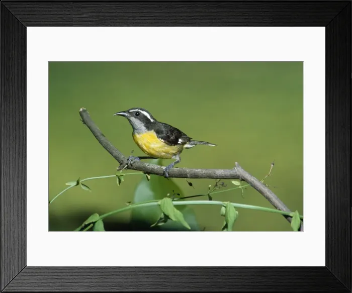 Framed Print : Bananaquit Framed Print : Bananaquit