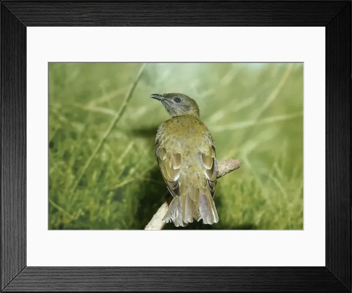 Framed Print : Bearded Bellbird Framed Print : Bearded Bellbird