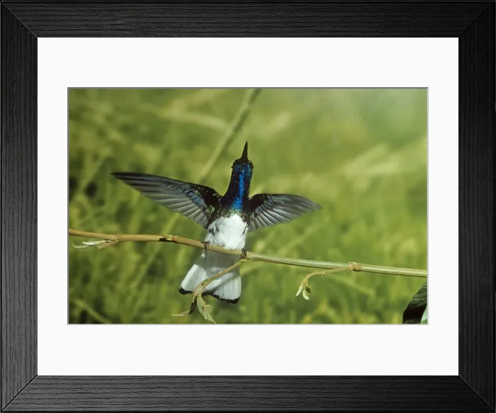 Framed Print : White-necked Jacobin Hummingbird South Mexico to Amazonas Brazil Framed Print : White-necked Jacobin Hummingbird South Mexico to Amazonas Brazil