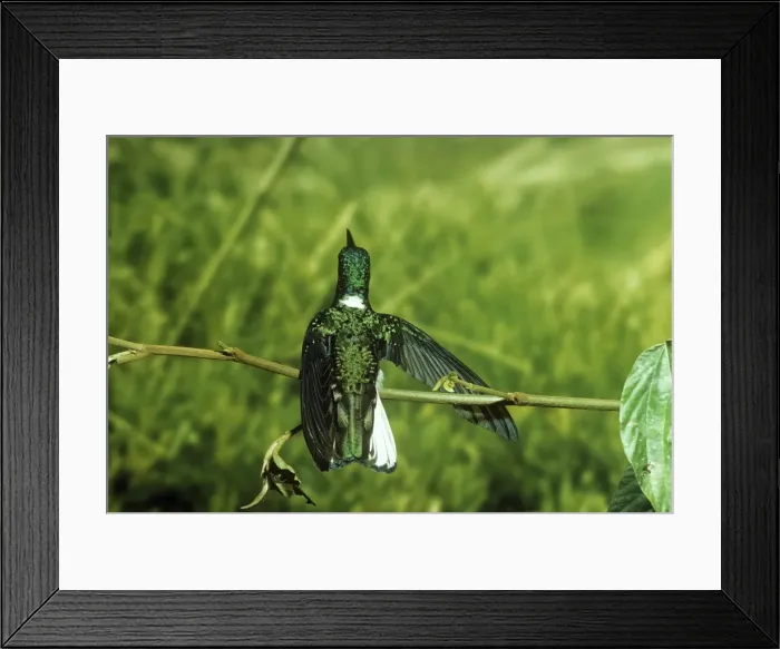 Framed Print : White-necked Jacobin Hummingbird Framed Print : White-necked Jacobin Hummingbird