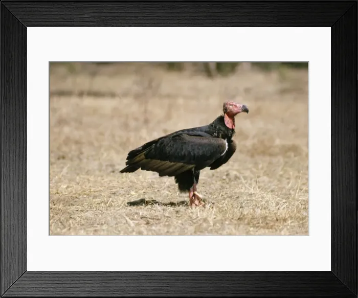 Framed Print : Red-headed Vulture India Framed Print : Red-headed Vulture India