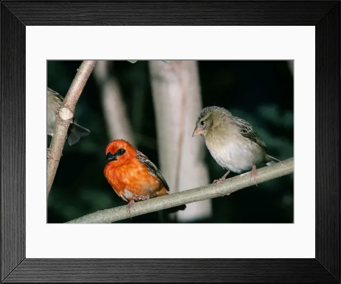 Framed Print : Madagascar Fody - male & female sexual dimorphism Framed Print : Madagascar Fody - male & female sexual dimorphism