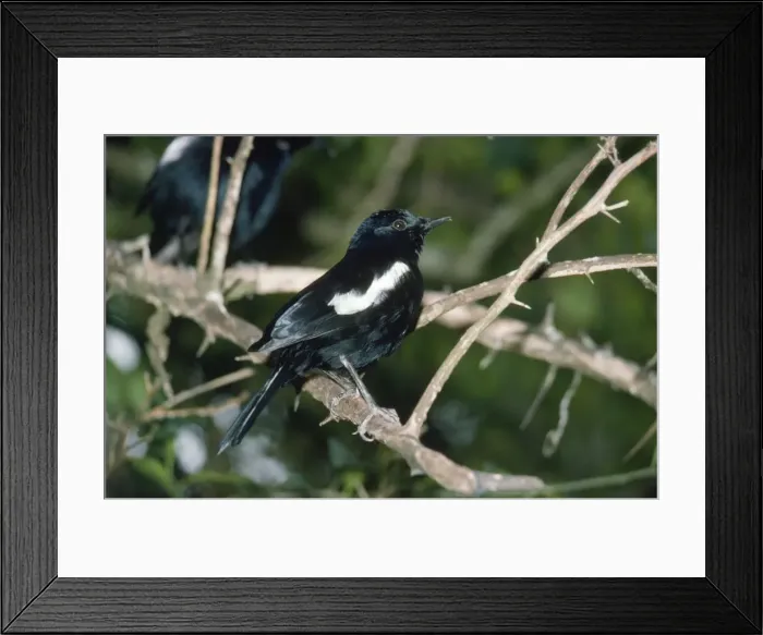 Framed Print : Seychelles Magpie-Robin