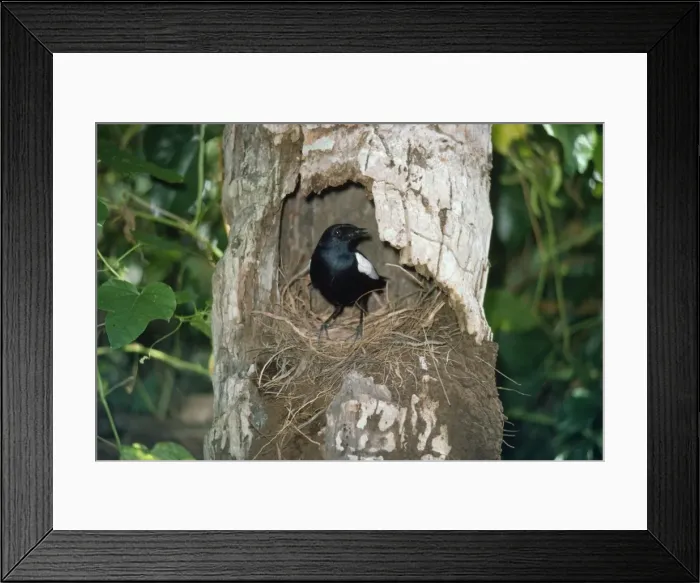 Framed Print : Seychelles Magpie-Robin - at nest Framed Print : Seychelles Magpie-Robin - at nest