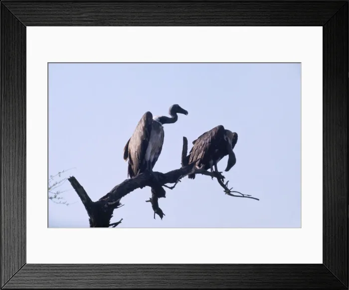 Framed Print : Indian White-backed / Indian White-rumped / Oriental White-backed Vulture - perched on tree Framed Print : Indian White-backed / Indian White-rumped / Oriental White-backed Vulture - perched on tree