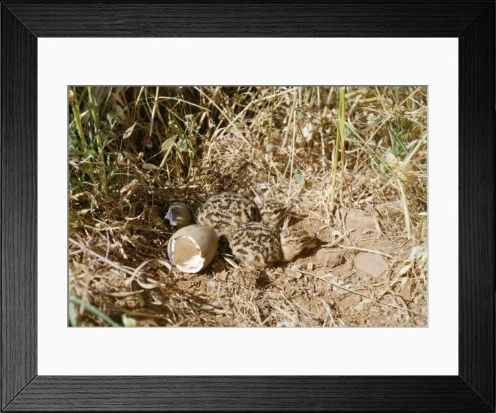 Framed Print : Great Bustard Newly hatched chicks Framed Print : Great Bustard Newly hatched chicks
