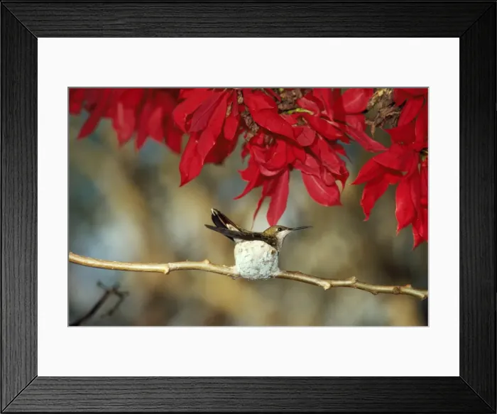 Framed Print : Ruby-topaz Hummingbird - in nest on branch. Amazon, Brazil Framed Print : Ruby-topaz Hummingbird - in nest on branch. Amazon, Brazil