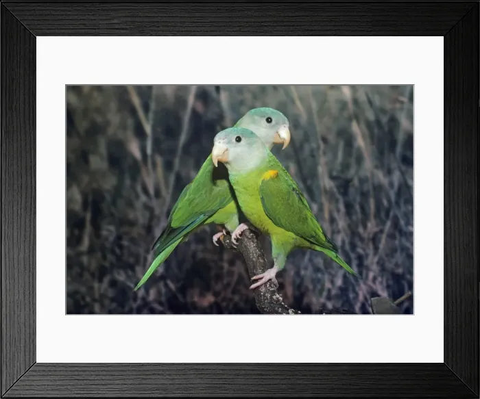 Framed Print : Grey-cheeked Parakeet Central America Framed Print : Grey-cheeked Parakeet Central America