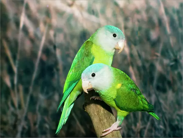 Orange-flanked  /  Grey-cheeked Parakeet Distribution: West Ecuador to North West Peru