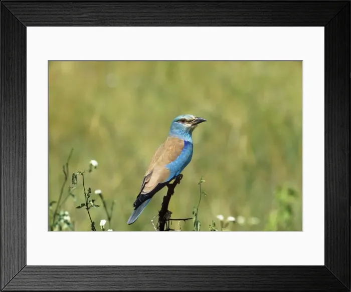 Framed Print : European Roller Framed Print : European Roller