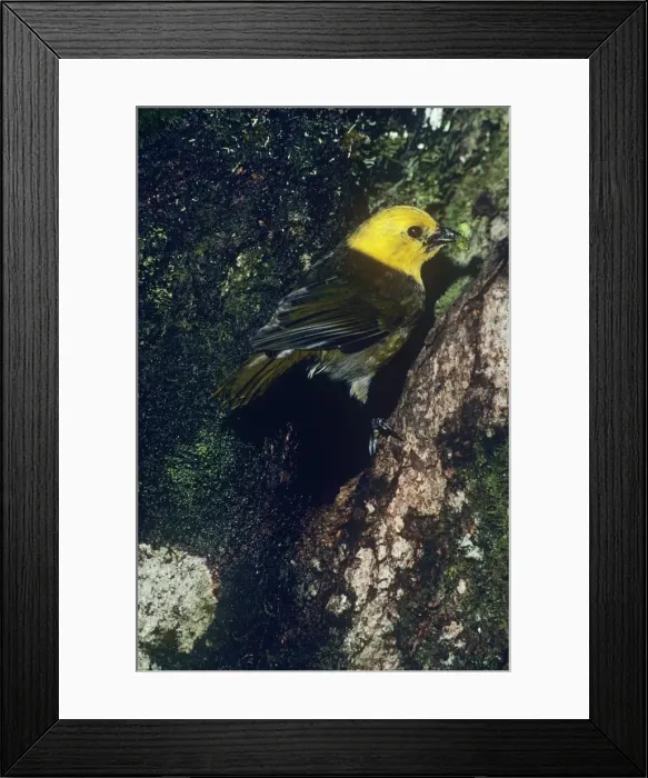 Framed Print : Yellowhead - endemic South Island, New Zealand Framed Print : Yellowhead - endemic South Island, New Zealand