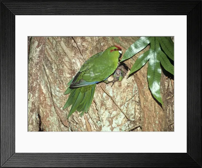Framed Print : Red-fronted Parakeet - at nest hole, endemic. New Zealand Framed Print : Red-fronted Parakeet - at nest hole, endemic. New Zealand