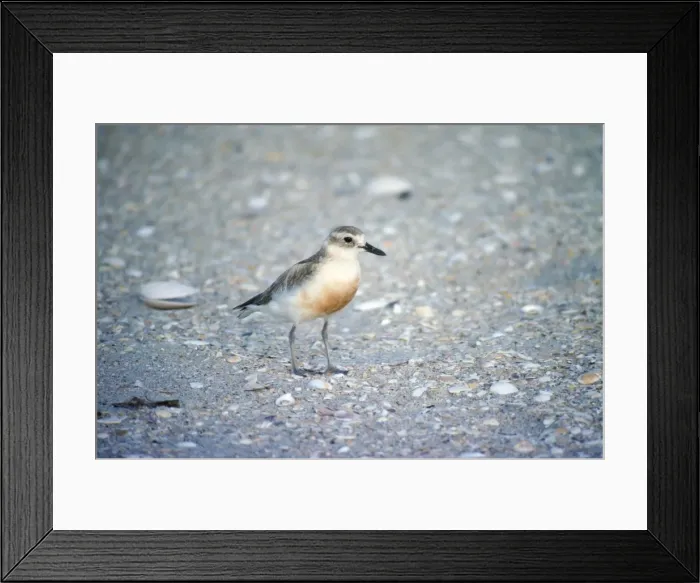 Framed Print : New Zealand Dotterel North Island New Zealand Framed Print : New Zealand Dotterel North Island New Zealand