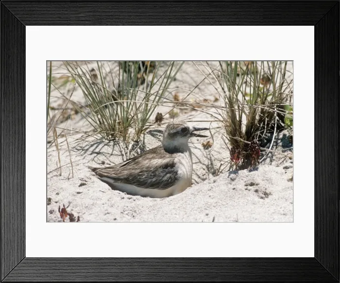 Framed Print : New Zealand Dotterel - sitting on nest in sand Also known as: red-breasted dotterel and red-breasted plover Framed Print : New Zealand Dotterel - sitting on nest in sand Also known as: red-breasted dotterel and red-breasted plover