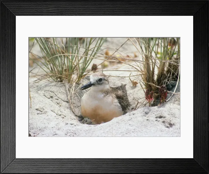 Framed Print : New Zealand Dotterel - incubating eggs in nest Also known as: red-breasted dotterel and red-breasted plover North Island New Zealand Framed Print : New Zealand Dotterel - incubating eggs in nest Also known as: red-breasted dotterel and red-breasted plover North Island New Zealand