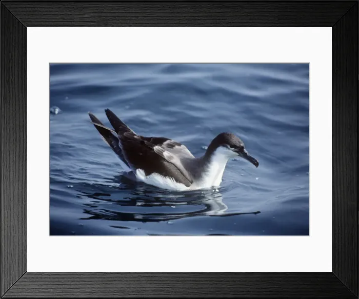 Framed Print : Buller's Shearwater New Zealand Framed Print : Buller's Shearwater New Zealand