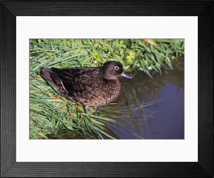 Framed Print : Brown Teal Duck New Zealand Framed Print : Brown Teal Duck New Zealand