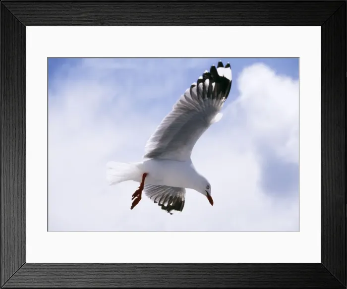 Framed Print : Silver Gull In flight Framed Print : Silver Gull In flight