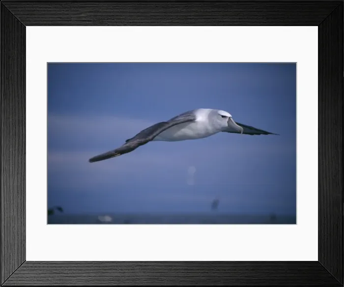 Framed Print : Shy Albatross aka White-capped Albatross In flight Kaikoura, New Zealand Framed Print : Shy Albatross aka White-capped Albatross In flight Kaikoura, New Zealand