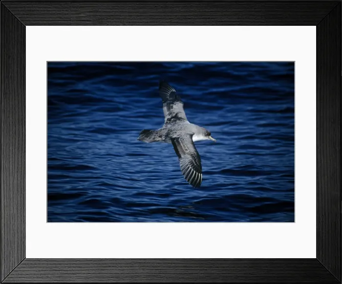 Framed Print : Grey Petrel - in flight Framed Print : Grey Petrel - in flight