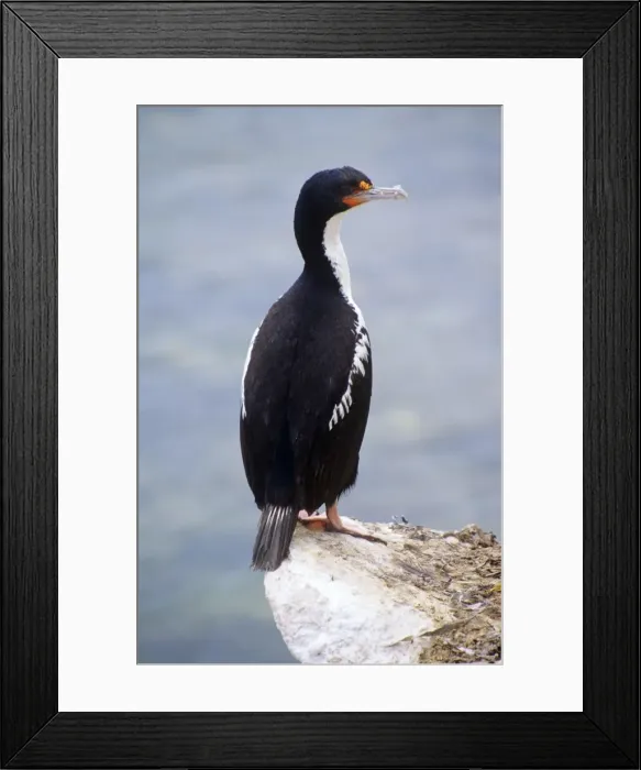Framed Print : Chatham Island Shag Previously known as: Leucocarbo onslowi Framed Print : Chatham Island Shag Previously known as: Leucocarbo onslowi