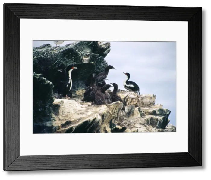 Framed Print : Chatham Island Shag - colony with adults and young Framed Print : Chatham Island Shag - colony with adults and young