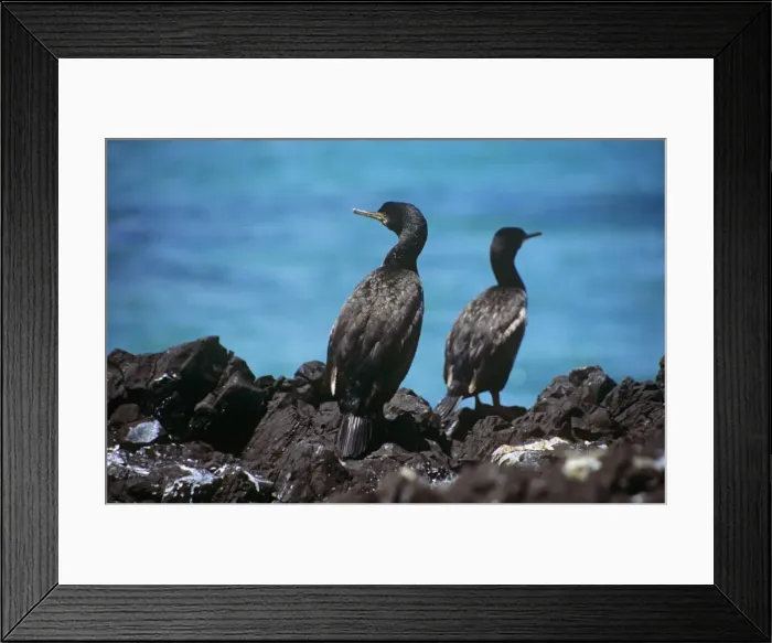 Framed Print : Pitt Island Shag - on rock Framed Print : Pitt Island Shag - on rock