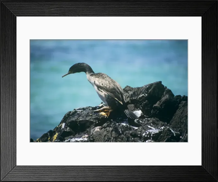 Framed Print : Pitt Island Shag - on rock