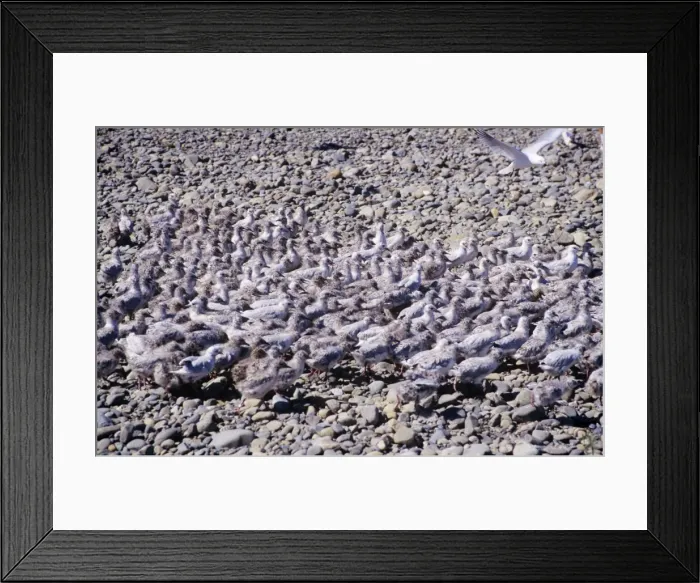 Framed Print : Black-billed Gull - large group of chicks Framed Print : Black-billed Gull - large group of chicks