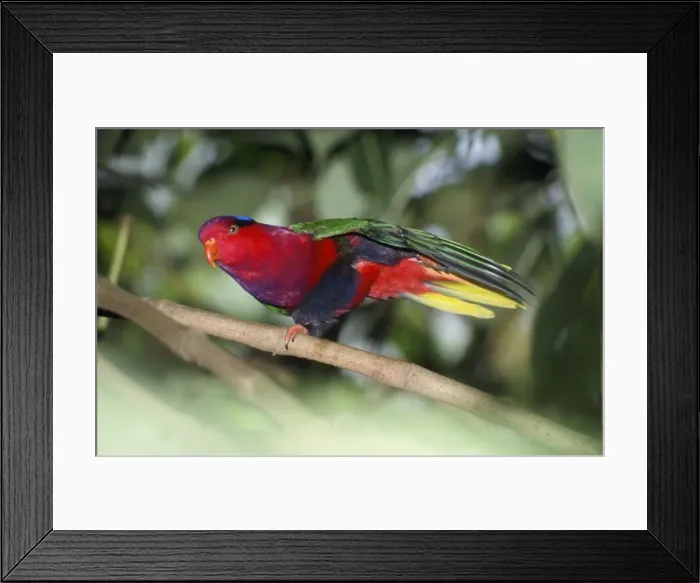 Framed Print : Papuan Lory / Lorikeet Framed Print : Papuan Lory / Lorikeet