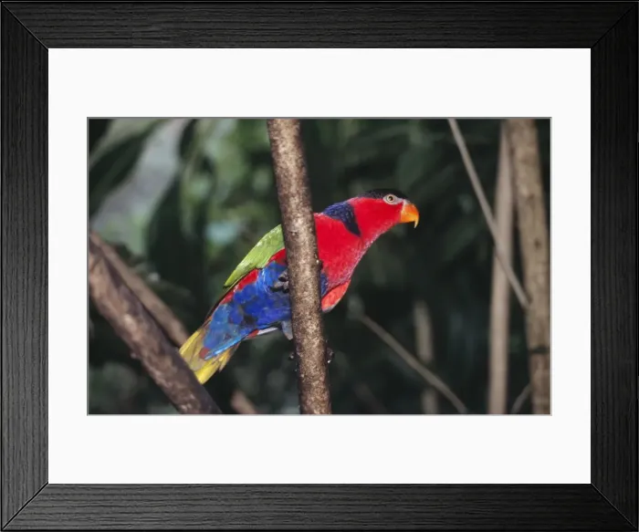 Framed Print : Black-capped Lory Framed Print : Black-capped Lory