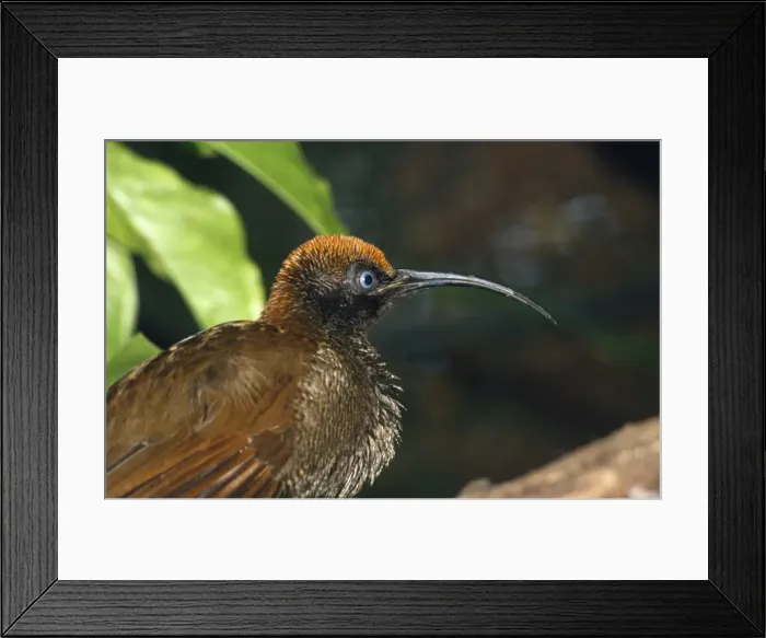 Framed Print : Brown SIckle-billed Bird of Paradise Framed Print : Brown SIckle-billed Bird of Paradise