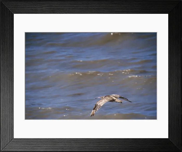 Framed Print : Whimbrel - in flight Cairns, Australia Framed Print : Whimbrel - in flight Cairns, Australia