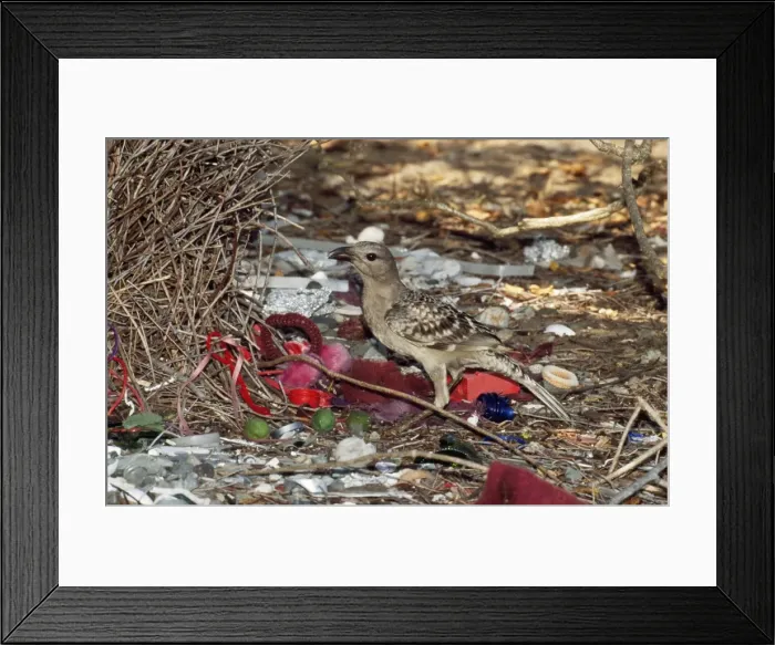 Framed Print : Great Bowerbird Bower, Seaforth, Queensland, Australia Framed Print : Great Bowerbird Bower, Seaforth, Queensland, Australia