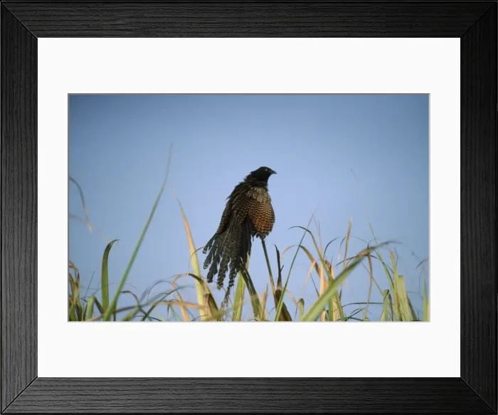 Framed Print : Pheasant Coucal - sunbathing at dawn in canefields. Mackay, Queensland, Australia Framed Print : Pheasant Coucal - sunbathing at dawn in canefields. Mackay, Queensland, Australia
