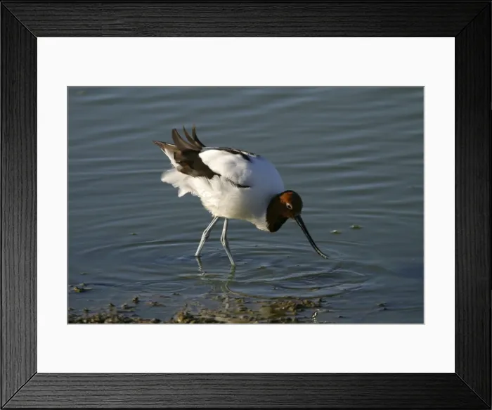 Framed Print : Red-necked Avocet Feeding Alice Springs sewage ponds. Northern Territory, Australia Framed Print : Red-necked Avocet Feeding Alice Springs sewage ponds. Northern Territory, Australia