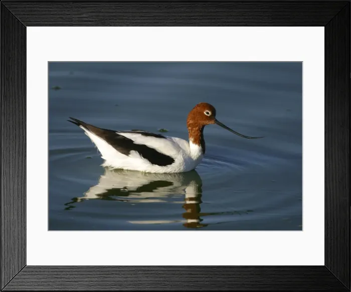 Framed Print : Red-necked Avocet Alice Springs sewage ponds. Northern Territory, Australia Framed Print : Red-necked Avocet Alice Springs sewage ponds. Northern Territory, Australia