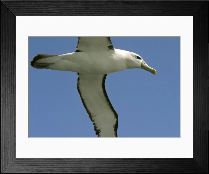 Framed Print : Shy / White-capped Albatross Off Eaglehawk Neck, eastern Tasmania, Australia Framed Print : Shy / White-capped Albatross Off Eaglehawk Neck, eastern Tasmania, Australia