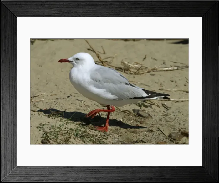 Framed Print : Silver Gull Near Hobart, Tasmania, Australia Framed Print : Silver Gull Near Hobart, Tasmania, Australia