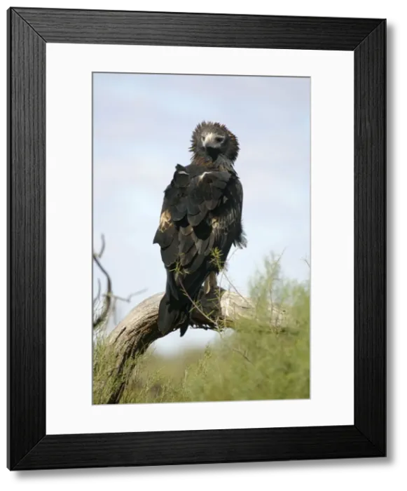 Framed Print : Wedge-tailed Eagle Just north of the South Australian / Northern Territory border, Australia Framed Print : Wedge-tailed Eagle Just north of the South Australian / Northern Territory border, Australia