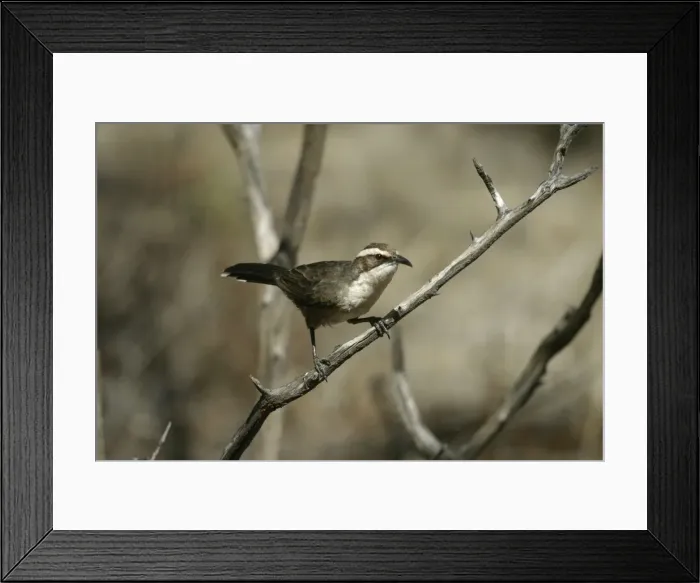 Framed Print : White-browed Babbler Kunoth Bore, Northern Territory, Australia Framed Print : White-browed Babbler Kunoth Bore, Northern Territory, Australia