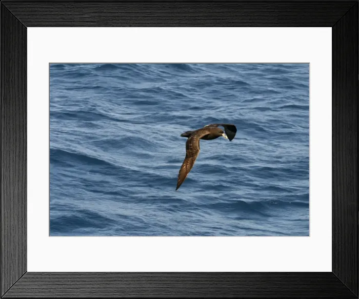 Framed Print : White-chinned Petrel In flight Off Eaglehawk Neck, Tasmania, Australia Framed Print : White-chinned Petrel In flight Off Eaglehawk Neck, Tasmania, Australia