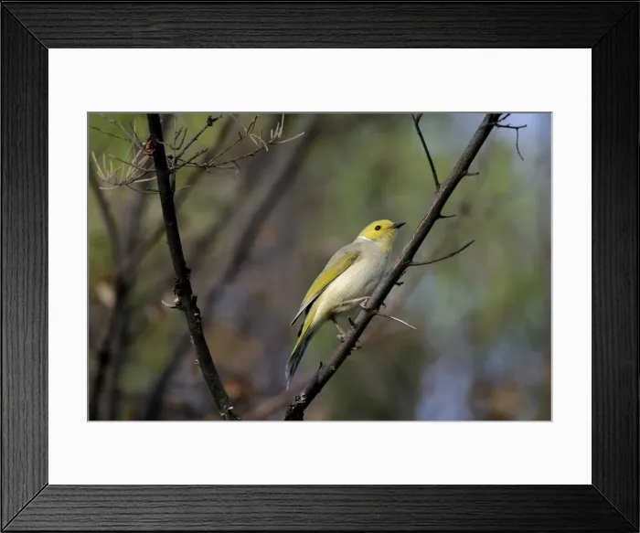 Framed Print : White-plumed Honeyeater Uluru National Park Northern Territory, Australia Framed Print : White-plumed Honeyeater Uluru National Park Northern Territory, Australia