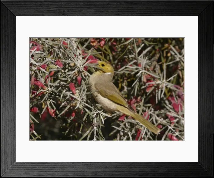 Framed Print : White-plumed Honeyeater Feeding on Native Fuchsia Eremophila latrobei Urban garden, Alice Springs, Northern Territory, Australia Framed Print : White-plumed Honeyeater Feeding on Native Fuchsia Eremophila latrobei Urban garden, Alice Springs, Northern Territory, Australia